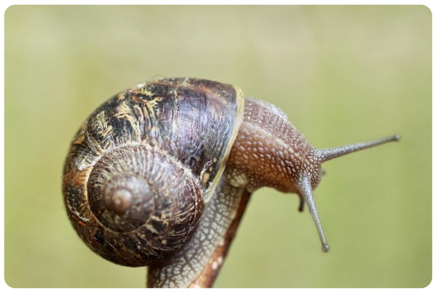 Nouvelles naissances Cours MUNZ FLOOR
